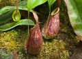 Indonesia Pitcher Plants