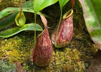 Indonesia Pitcher Plants