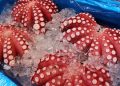 Maluku Frozen Octopus