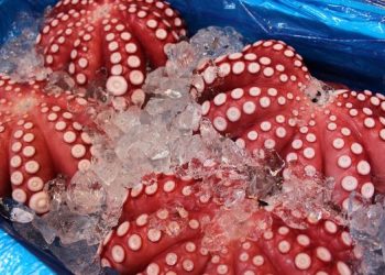 Maluku Frozen Octopus