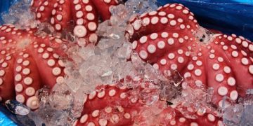 Maluku Frozen Octopus