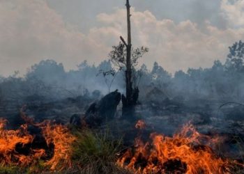 99% South Sumatra Forest Fires Caused by Human Activity