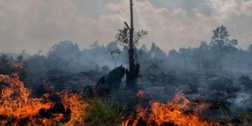 99% South Sumatra Forest Fires Caused by Human Activity