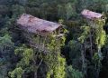 Korowai Tribe