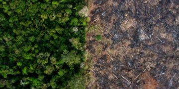 European Union Deforestation Regulation