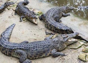 Crocodiles Escaped