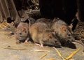 Rats Invasion