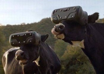 VR For Animal 
