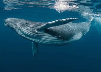 Conversation with Whale