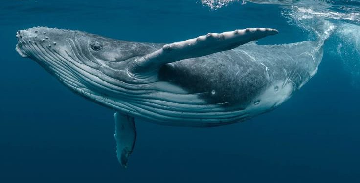Conversation with Whale