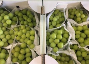 Shine muscat Grapes Residue