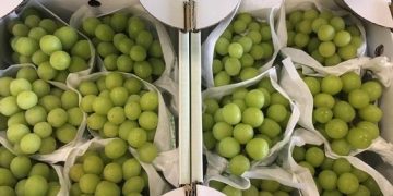 Shine muscat Grapes Residue