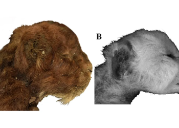 saber toothed kitten