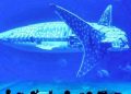 Robotic Whale Sharks