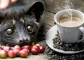 Luwak Coffee