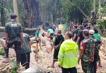 Tree Collapse in Bali Monkey Forest, Killing Two Foreign Tourists
