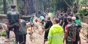 Tree Collapse in Bali Monkey Forest, Killing Two Foreign Tourists