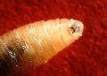 Screwworm