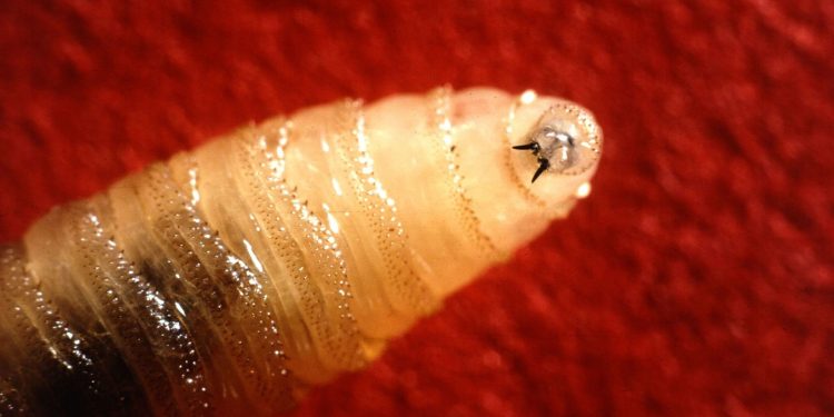 Screwworm