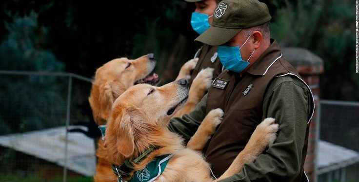 Dogs Detect cancer