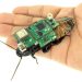 Cyborg Cockroaches