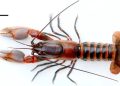 Crayfish Papua