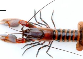 Crayfish Papua