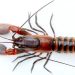 Crayfish Papua