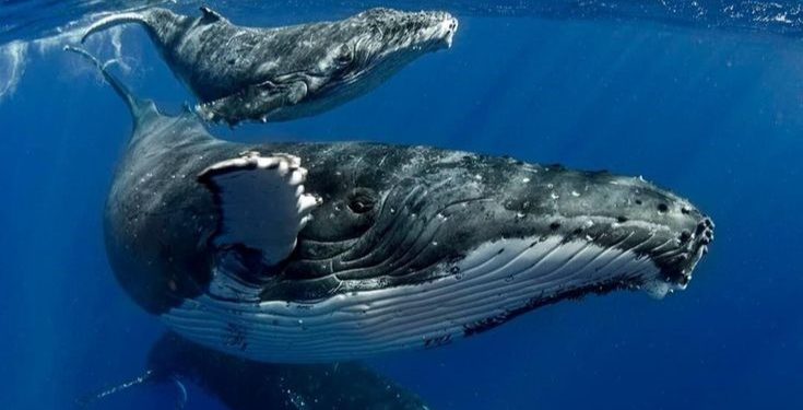 Humpback Whale Migration