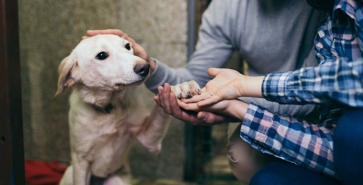 Dogs Judge Human