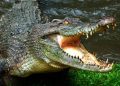 Crocodile Attacks