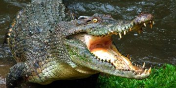 Crocodile Attacks