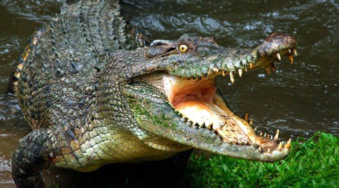 Crocodile Attacks