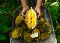 Durian Traditions