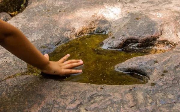 Dinosaur Footprints