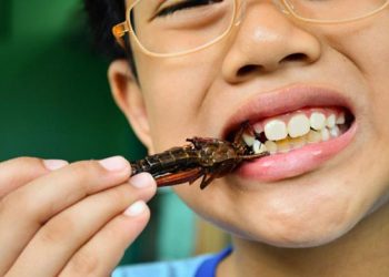 Free Nutritious Meal