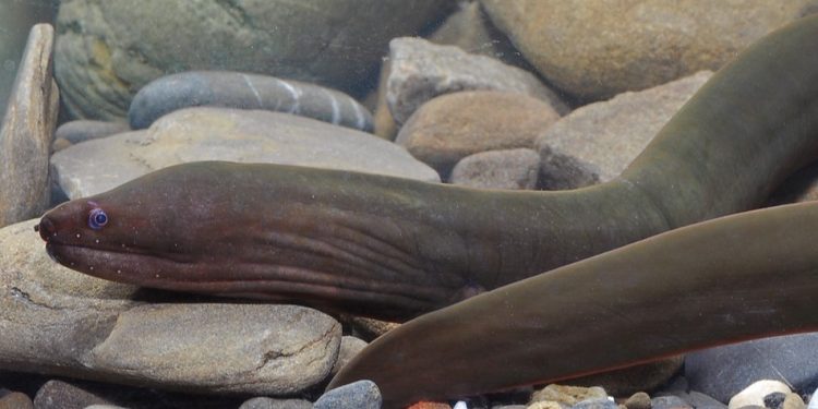 Hades Eel