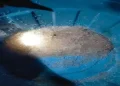 jelly rain