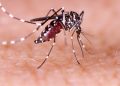 Dengue Fever Dompu