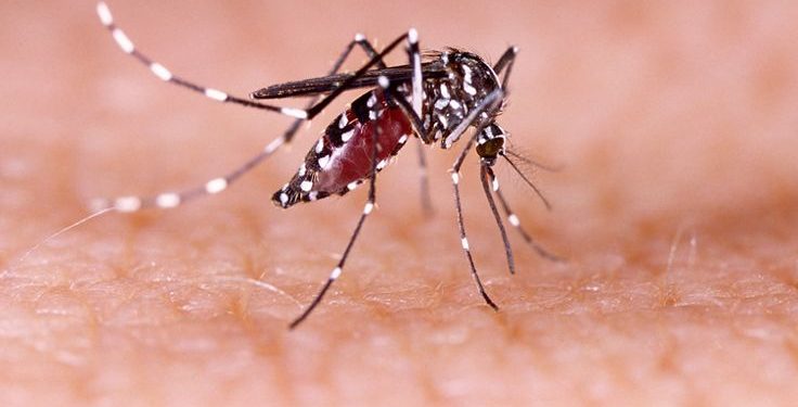 Dengue Fever Dompu