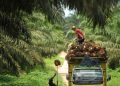 Problematic Palm Oil Plantations