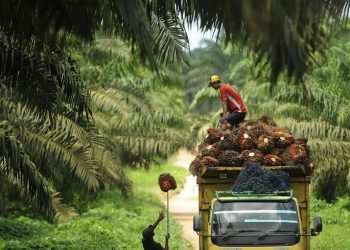 Problematic Palm Oil Plantations