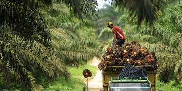 Problematic Palm Oil Plantations
