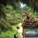 Problematic Palm Oil Plantations