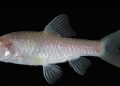 Blind Cave Fish