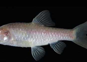 Blind Cave Fish