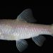 Blind Cave Fish