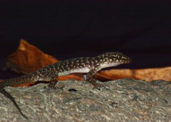 Gecko Species Indonesia