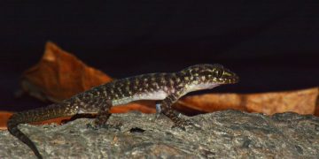 Gecko Species Indonesia