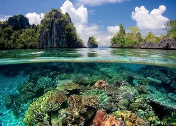 Indonesia Marine Conservation